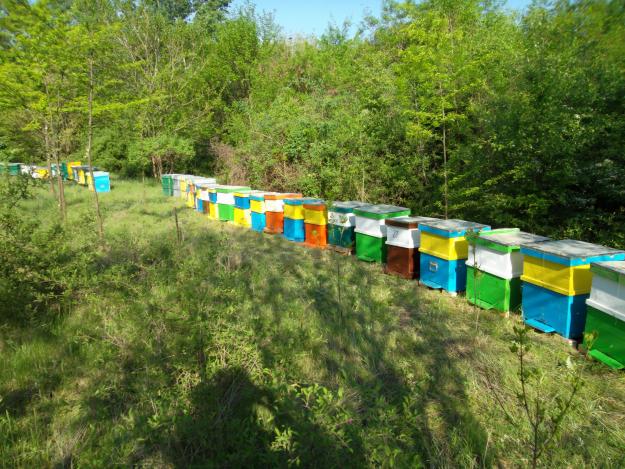 Familii de albine de vanzare - Pret | Preturi Familii de albine de vanzare