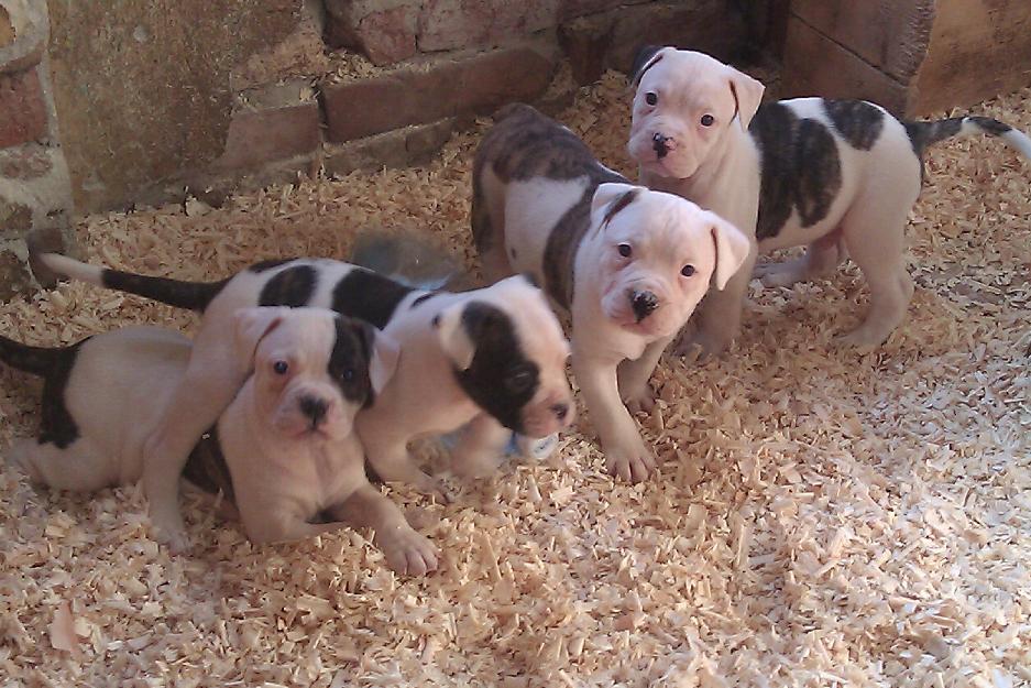 pui bulldog american - Pret | Preturi pui bulldog american