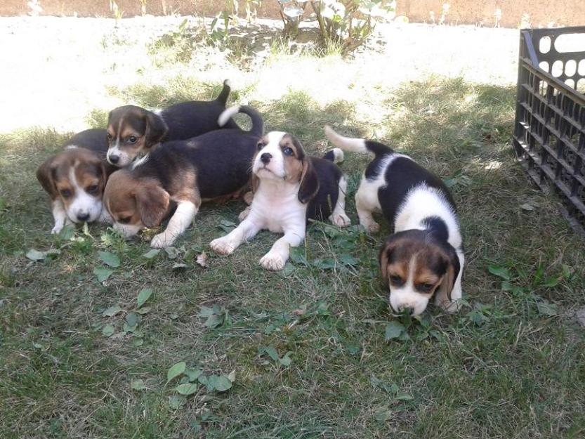 Beagle tricolor si bicolor - Pret | Preturi Beagle tricolor si bicolor