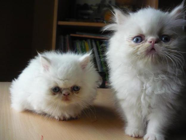 pui pisica persana alba imaculata - Pret | Preturi pui pisica persana alba imaculata