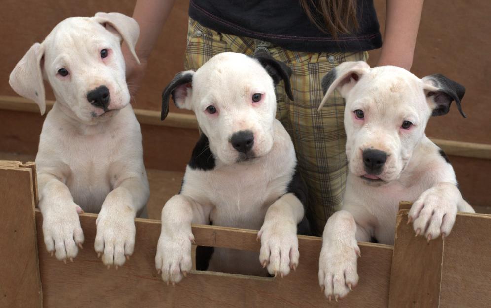 Vand catei Bulldog American - Pret | Preturi Vand catei Bulldog American