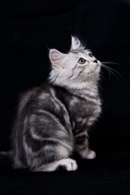Vand siberiana silver - Pret | Preturi Vand siberiana silver