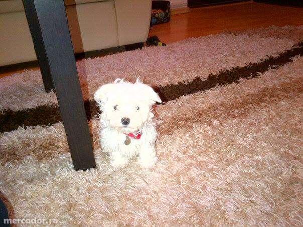 Bichon maltez - Pret | Preturi Bichon maltez