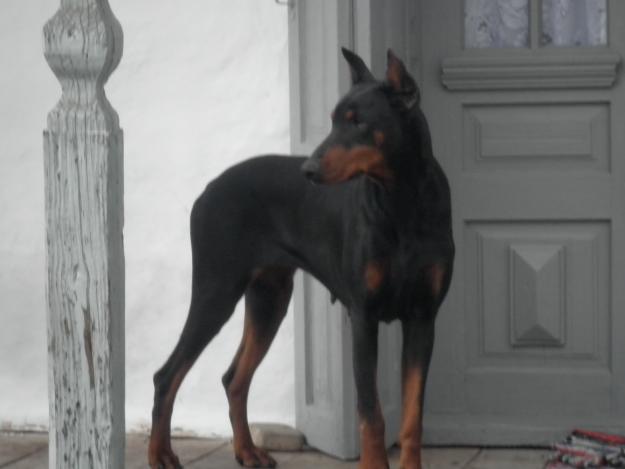 doberman 2 ani - Pret | Preturi doberman 2 ani