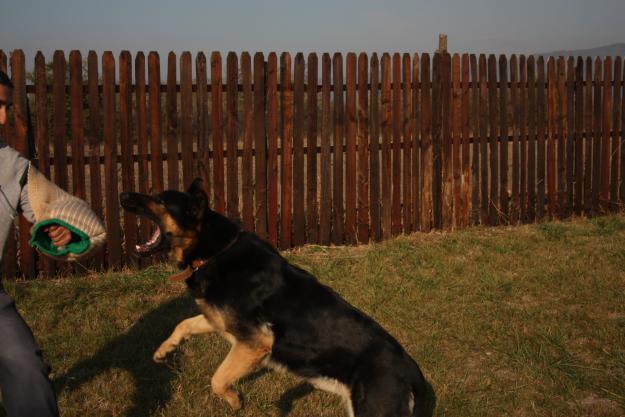 scoala de dresaj canin ROAVET Ramnicu Valcea - Pret | Preturi scoala de dresaj canin ROAVET Ramnicu Valcea