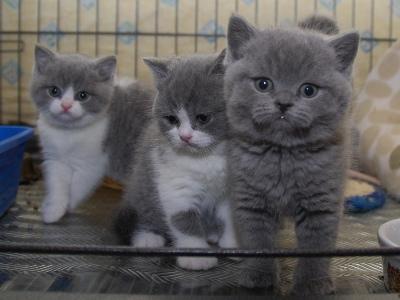 Affectueux trois beaux cheveux courts chatons British prêt pour une nouvelle maison. - Pret | Preturi Affectueux trois beaux cheveux courts chatons British prêt pour une nouvelle maison.