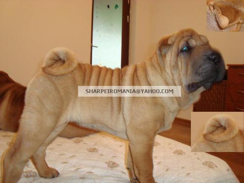 Canisa vand SHAR-PEI CU PEDIGREE din linie de campioni internationali - Pret | Preturi Canisa vand SHAR-PEI CU PEDIGREE din linie de campioni internationali