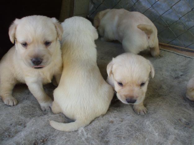 PUI DE LABRADOR DEOSEBITI!!!!!! - Pret | Preturi PUI DE LABRADOR DEOSEBITI!!!!!!