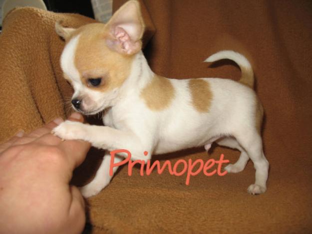 PrimoPet vinde puiuti Chihuahua Toy - Pret | Preturi PrimoPet vinde puiuti Chihuahua Toy
