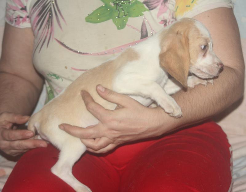 Oferta  catei  Beagle bicolor baietel - Pret | Preturi Oferta  catei  Beagle bicolor baietel
