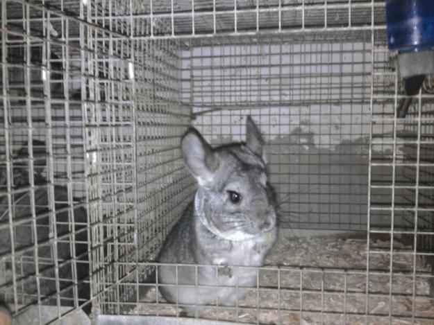 Vand URGENT Chinchilla - Pret | Preturi Vand URGENT Chinchilla