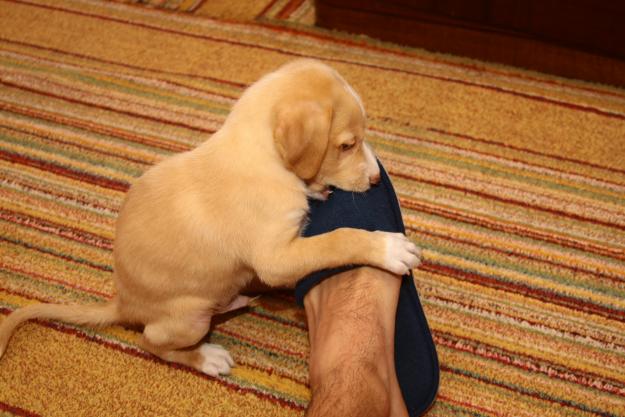 Vand pui labrador mascul - Pret | Preturi Vand pui labrador mascul