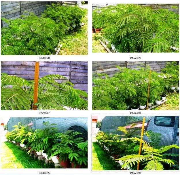 Vand Mimosa Pudica, 100 plante- arbusti - Albizzia - ( arborele de matase ) - Pret | Preturi Vand Mimosa Pudica, 100 plante- arbusti - Albizzia - ( arborele de matase )