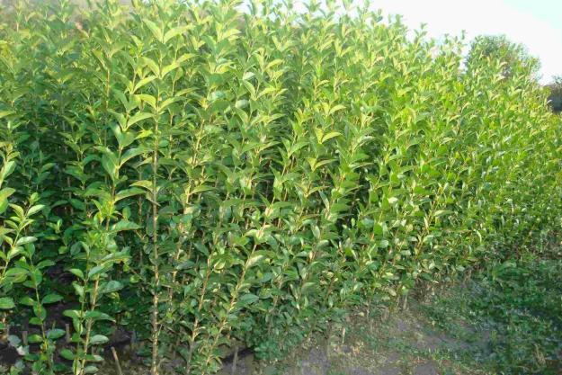 Ligustrum Ovalifolium (Lemn cainesc) - Pret | Preturi Ligustrum Ovalifolium (Lemn cainesc)