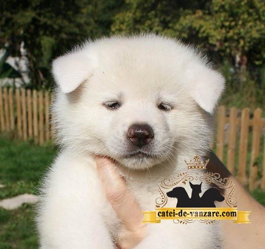 Akita Inu de Vanzare - masculi si femele - Pret | Preturi Akita Inu de Vanzare - masculi si femele