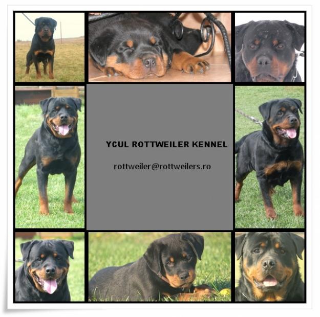 PUPPIES ROTTWEILER - Pret | Preturi PUPPIES ROTTWEILER