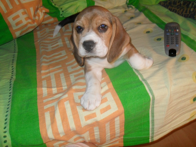 beagle de vanzare - Pret | Preturi beagle de vanzare