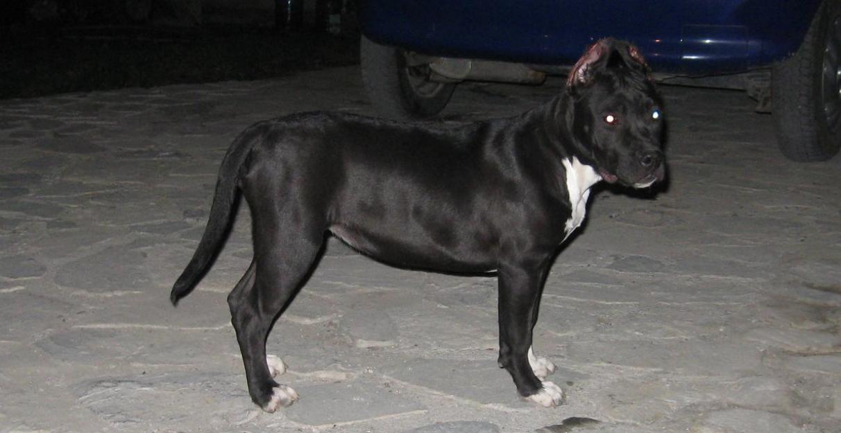 vand pui femela amstaff cu pedigree - Pret | Preturi vand pui femela amstaff cu pedigree
