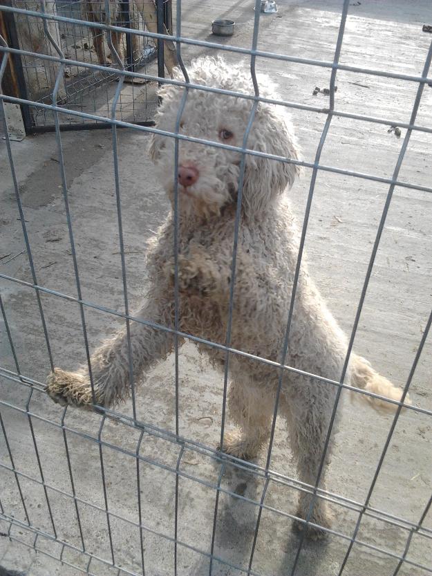 Lagotto Romagnolo,masculin.Pret negociabil - Pret | Preturi Lagotto Romagnolo,masculin.Pret negociabil