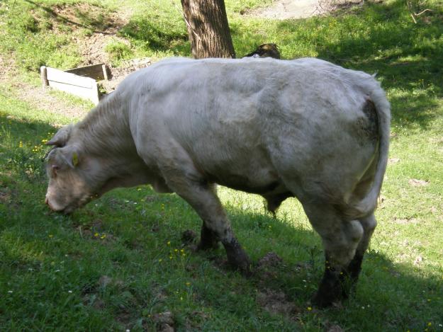 Vaca si Taur Charolaise - Pret | Preturi Vaca si Taur Charolaise