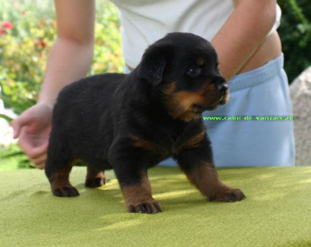 Bucuresti - Rottweiler de vanzare - Pret | Preturi Bucuresti - Rottweiler de vanzare