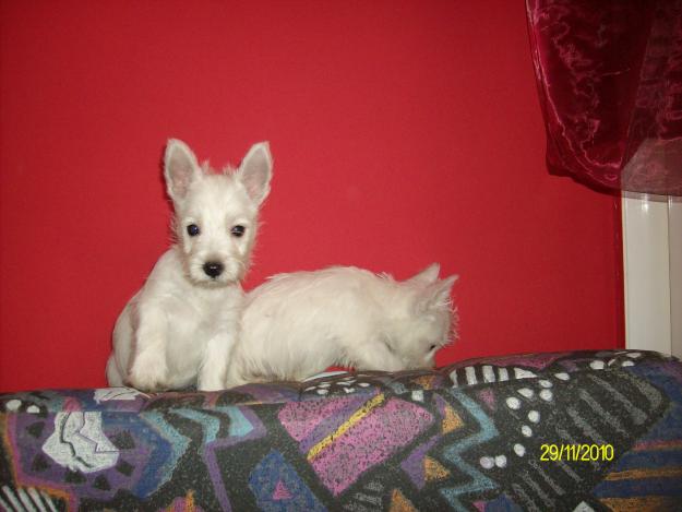 west highland white terrier - Pret | Preturi west highland white terrier