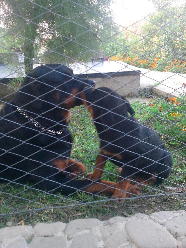 Rottweiler - Pret | Preturi Rottweiler