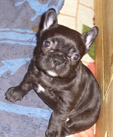Pui bulldog francez - Pret | Preturi Pui bulldog francez