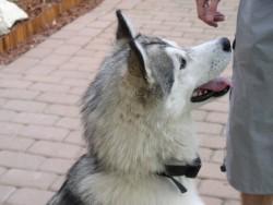 caut o femela husky siberian pentru imperechere - Pret | Preturi caut o femela husky siberian pentru imperechere