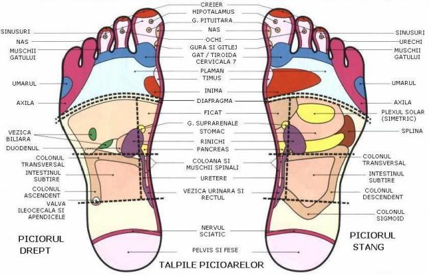 REFLEXOTERAPIE (EXCELENT IN TRATAREAI:SINDROMUL PICIOARELOR RECI ,ANXIETATE, ETC.) - Pret | Preturi REFLEXOTERAPIE (EXCELENT IN TRATAREAI:SINDROMUL PICIOARELOR RECI ,ANXIETATE, ETC.)