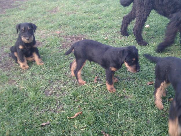 JagdTerrier catei de 4 luni - Pret | Preturi JagdTerrier catei de 4 luni