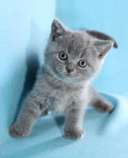 British shorthair blue pisoi - Pret | Preturi British shorthair blue pisoi