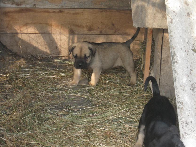 Vand pui cane corso - Pret | Preturi Vand pui cane corso