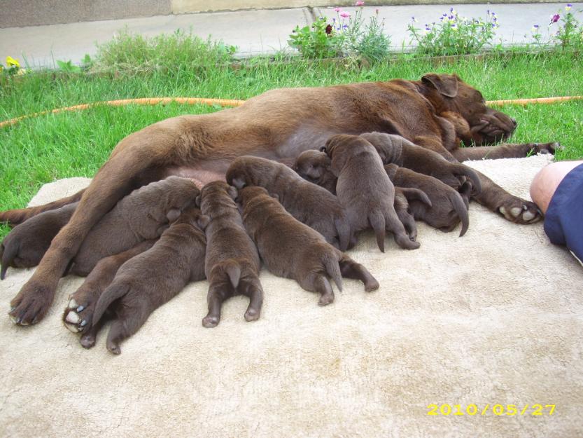 Pui labrador ciocolatiu cu pedigree - Pret | Preturi Pui labrador ciocolatiu cu pedigree