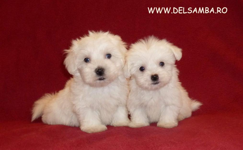 de vanzare bichon maltese si bolognese cu pedigree - Pret | Preturi de vanzare bichon maltese si bolognese cu pedigree