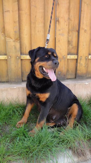 Vand femela Rottweiler - Pret | Preturi Vand femela Rottweiler