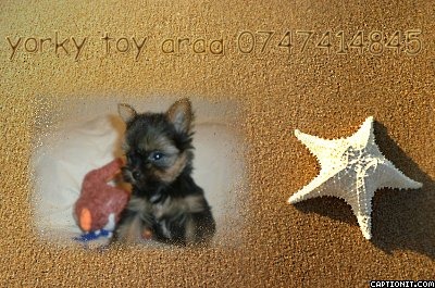 vand yorkshire terrier toy - Pret | Preturi vand yorkshire terrier toy