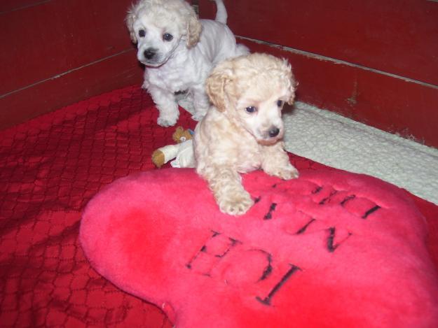 Maltipoo - Pret | Preturi Maltipoo