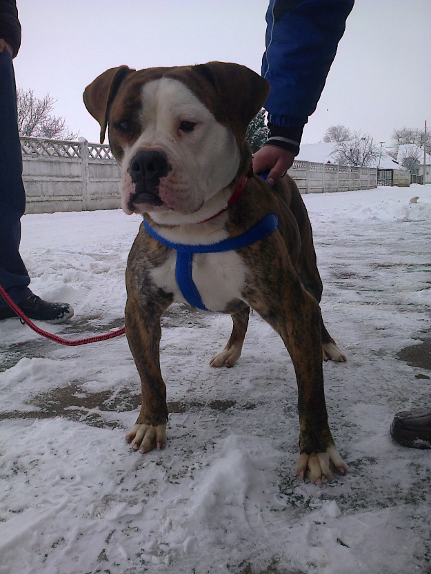 catei bandog presa canario x american bulldog - Pret | Preturi catei bandog presa canario x american bulldog