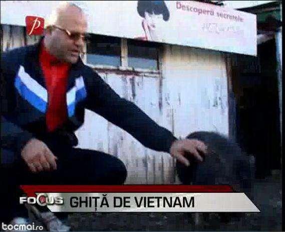 Godacul vietnamez ! - Pret | Preturi Godacul vietnamez !