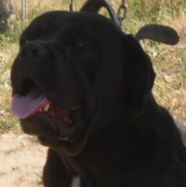 vand cane corso - Pret | Preturi vand cane corso