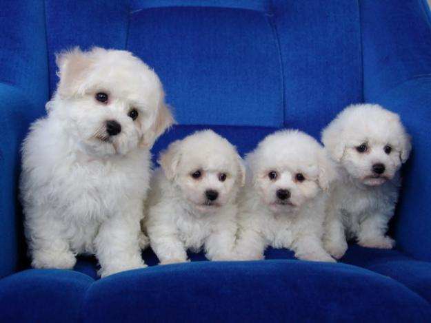 Vand pui Bichon Frize cu pedigree - Pret | Preturi Vand pui Bichon Frize cu pedigree