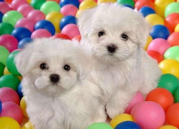 Bichon Maltez - Maltese - masculi si femele - Pret | Preturi Bichon Maltez - Maltese - masculi si femele