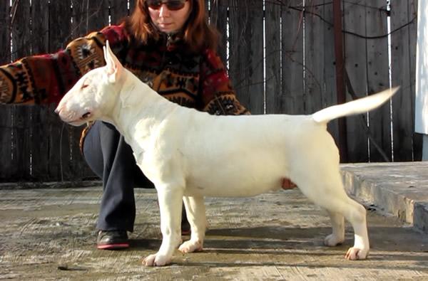 Pui Bull Terrier de vanzare - Pret | Preturi Pui Bull Terrier de vanzare