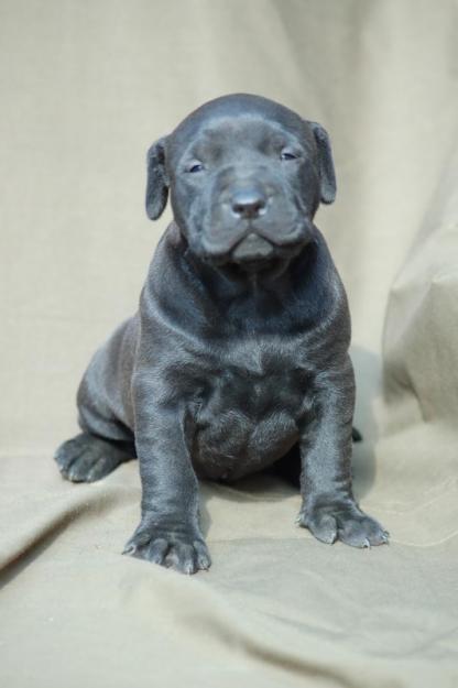 Vand pui pitbull cu pedigree. Extraordinari! - Pret | Preturi Vand pui pitbull cu pedigree. Extraordinari!