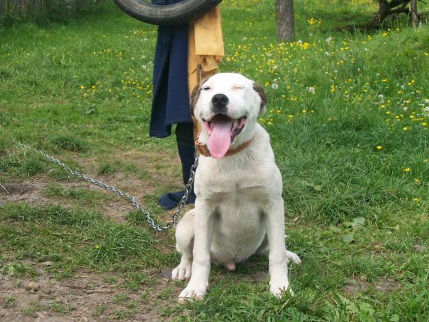 Ofer Pentru Monta Mascul Pitbull Tip Terrier - Pret | Preturi Ofer Pentru Monta Mascul Pitbull Tip Terrier