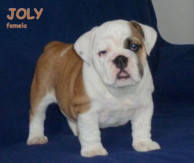 DE VANZARE BULLDOG ENGLEZ, DE VANZARE PUI DE BULLDOG ENGLEZ CU PEDIGREE - Pret | Preturi DE VANZARE BULLDOG ENGLEZ, DE VANZARE PUI DE BULLDOG ENGLEZ CU PEDIGREE