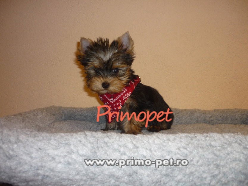 Catei de Vanzare – Yorkshire Terrier Toy - Pret | Preturi Catei de Vanzare – Yorkshire Terrier Toy