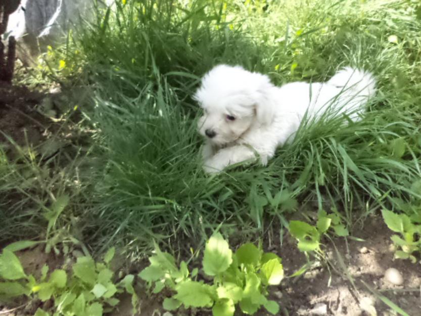 Pui bichon maltese de vanzare rasa pura - Pret | Preturi Pui bichon maltese de vanzare rasa pura