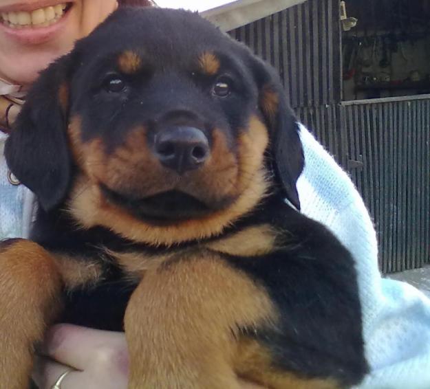 Vand pui rottweiler - Pret | Preturi Vand pui rottweiler